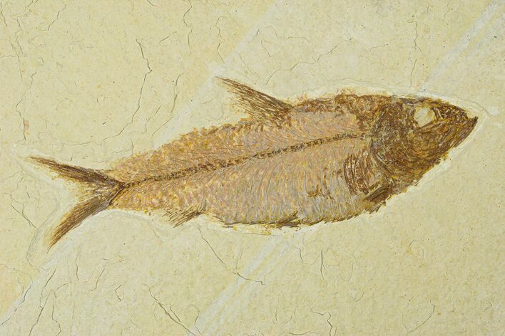 Fossil Fish (Knightia) - Wyoming #295579
